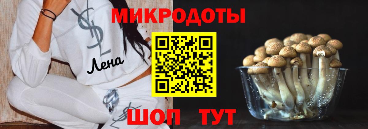 Псилоцибиновые грибы Psilocybe Белореченск